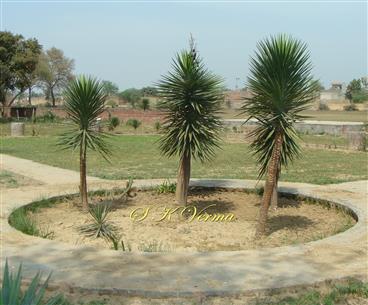  Plants